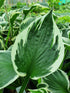 Hosta 'Minuteman' - New Forest Hostas & Hemerocallis