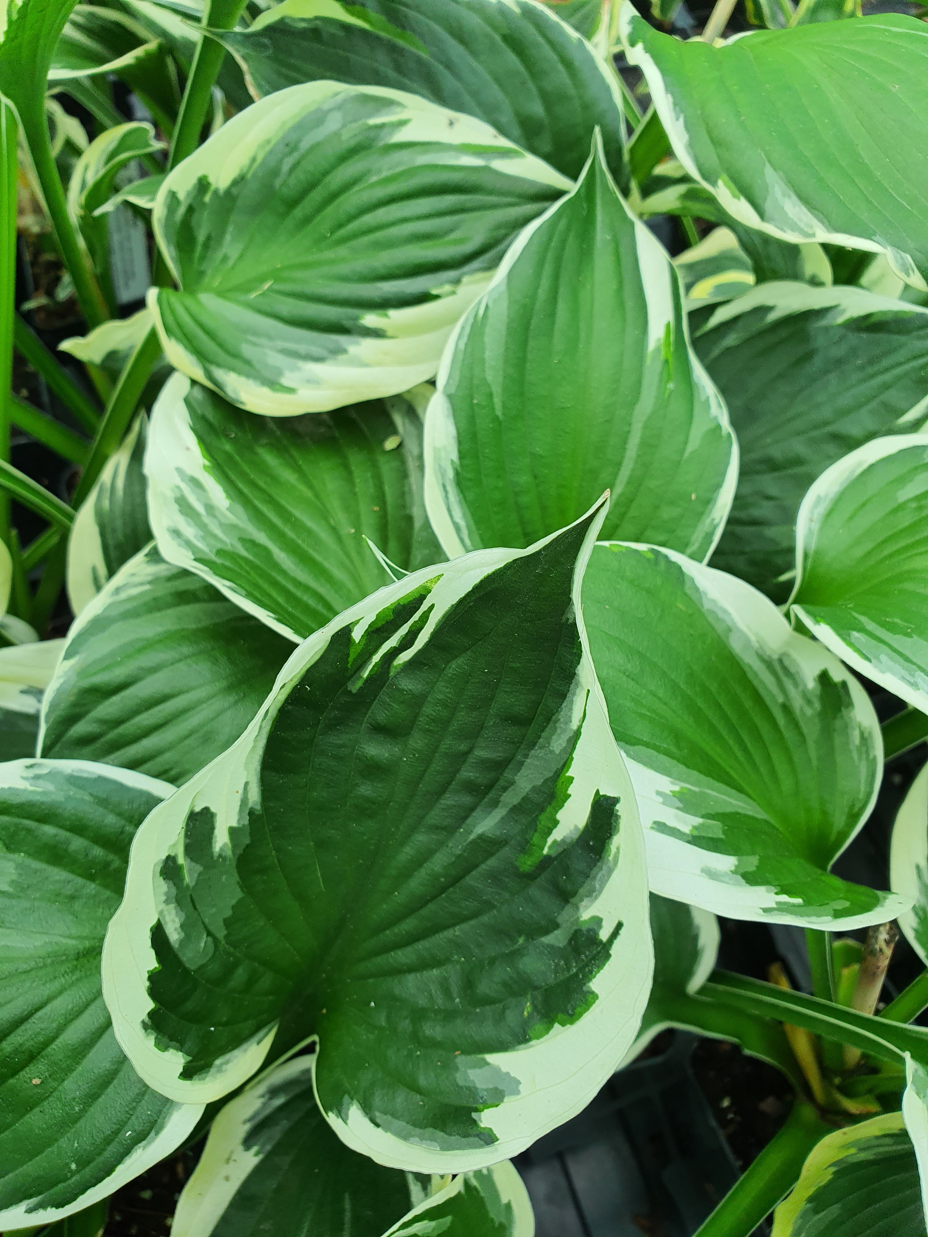 Hosta 'Minuteman' - New Forest Hostas & Hemerocallis
