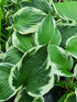 Hosta 'Minuteman' - New Forest Hostas & Hemerocallis
