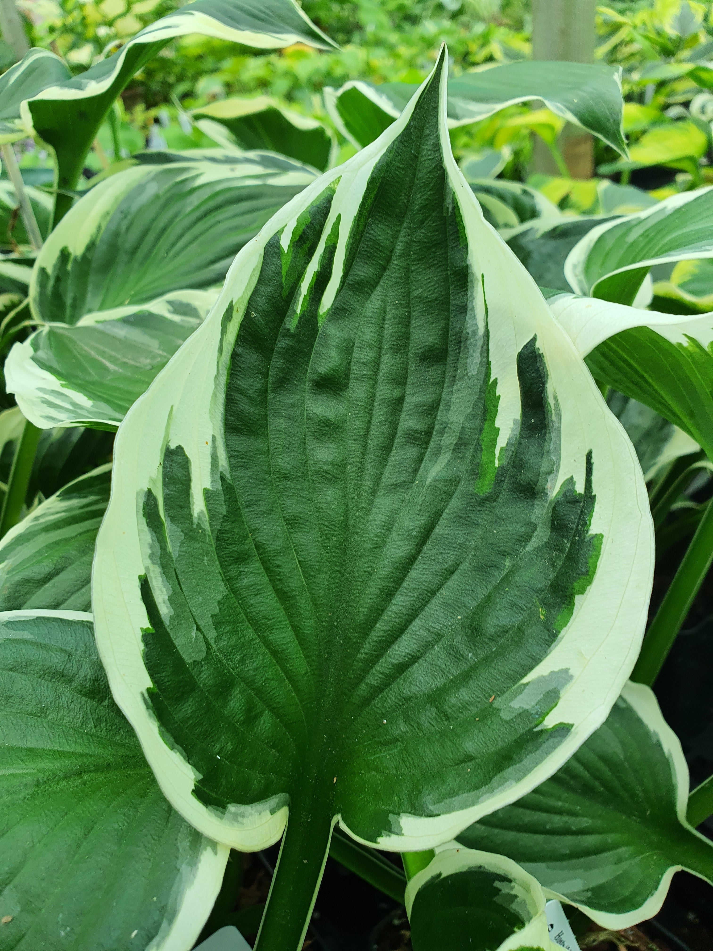 Hosta 'Minuteman' - New Forest Hostas & Hemerocallis