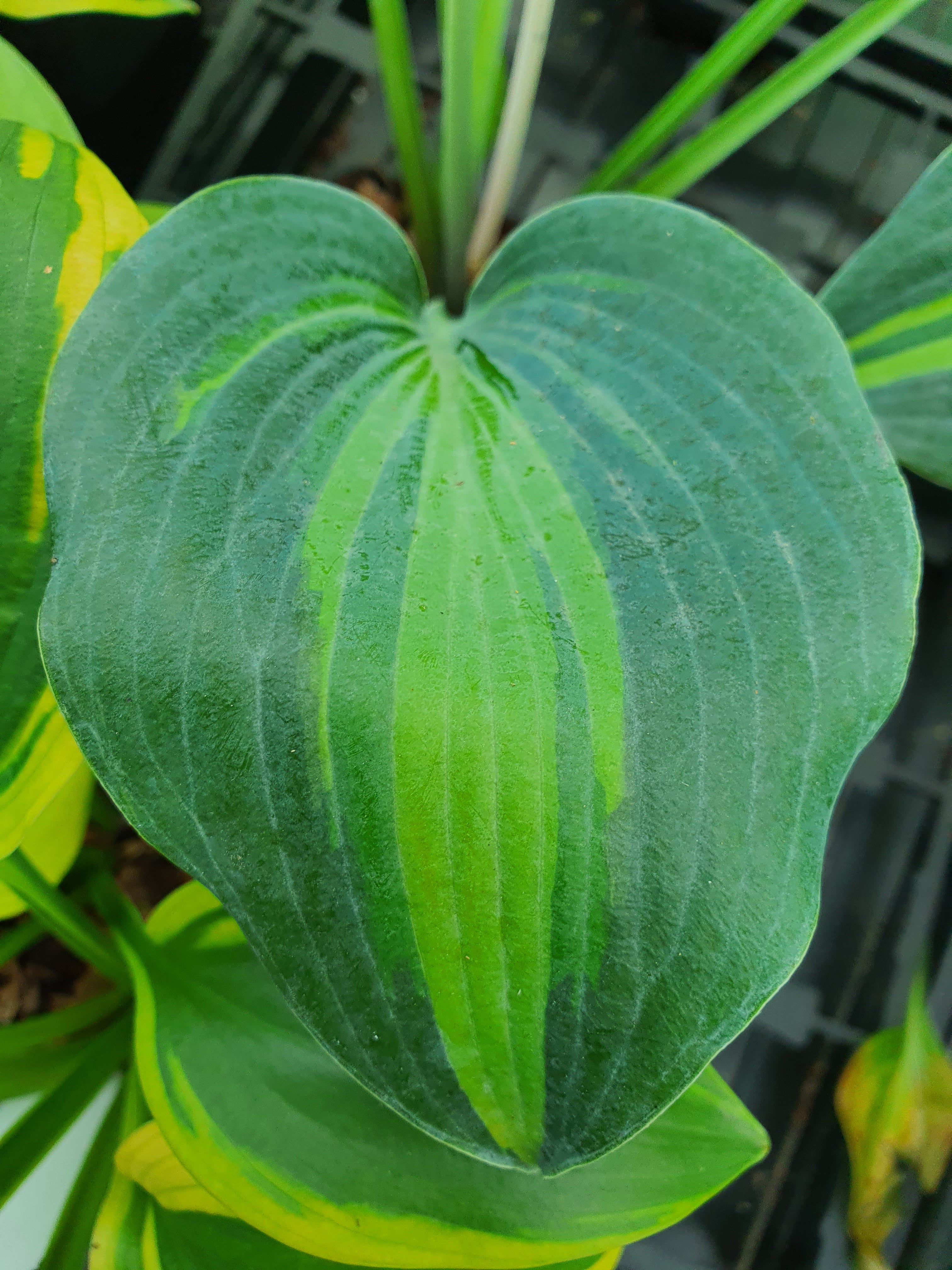 Hosta 'Catherine' - New Forest Hostas & Hemerocallis