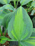 Hosta 'Catherine' - New Forest Hostas & Hemerocallis