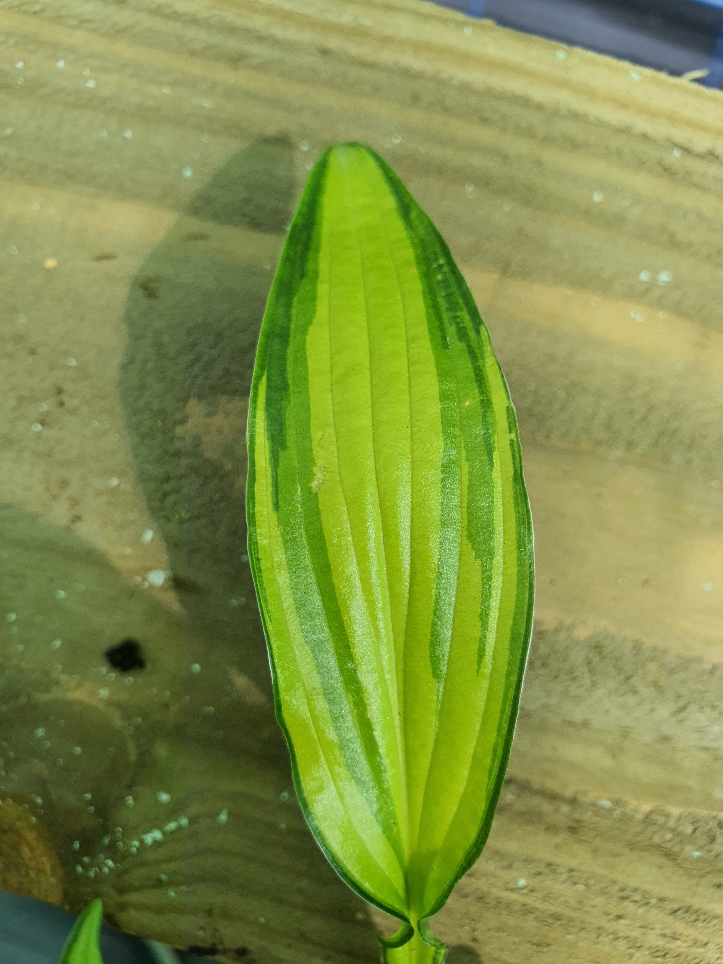 Hosta 'Kabitan' - New Forest Hostas & Hemerocallis
