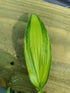 Hosta 'Kabitan' - New Forest Hostas & Hemerocallis