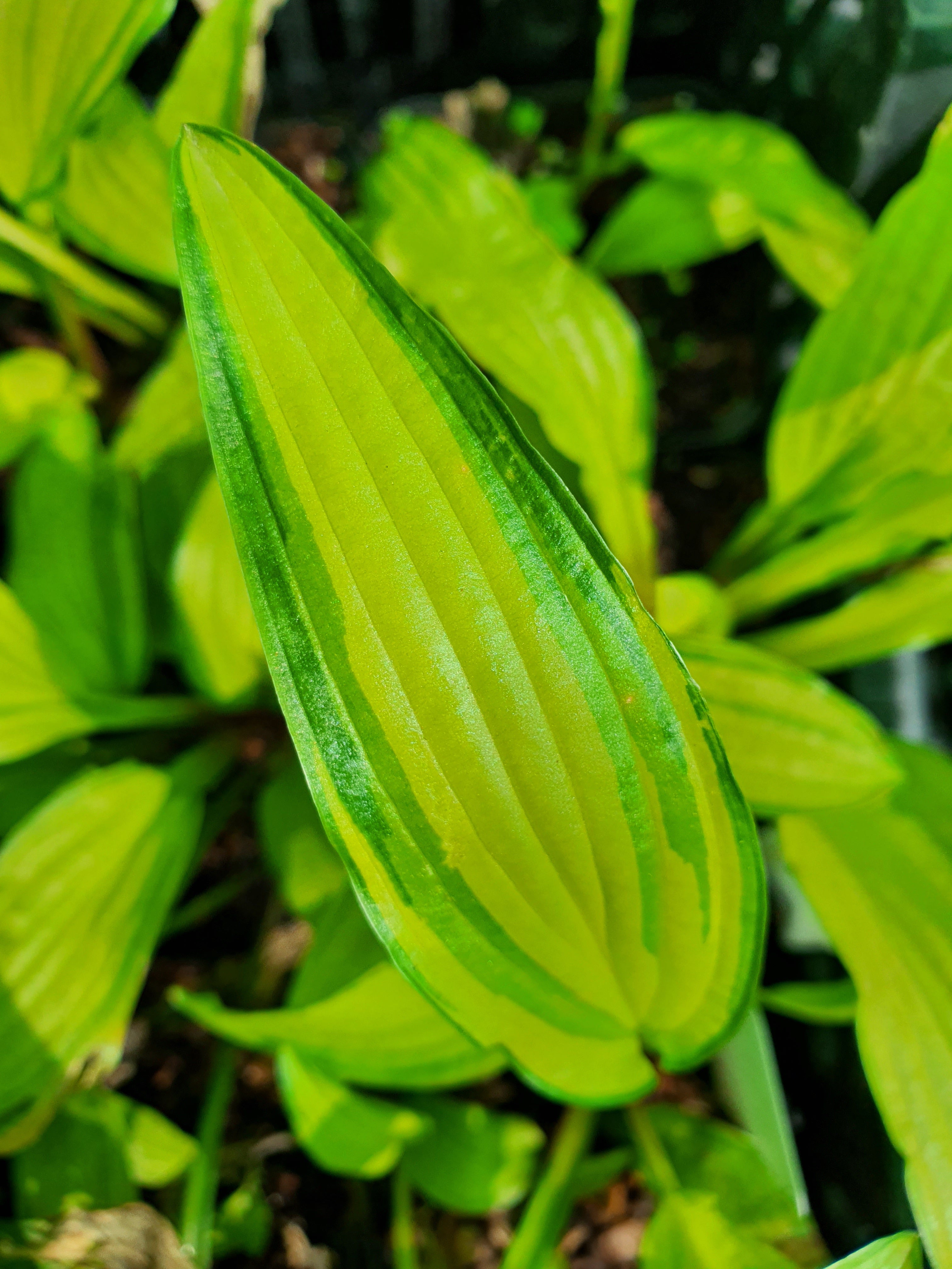 Hosta 'Kabitan' - New Forest Hostas & Hemerocallis