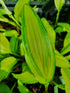 Hosta 'Kabitan' - New Forest Hostas & Hemerocallis