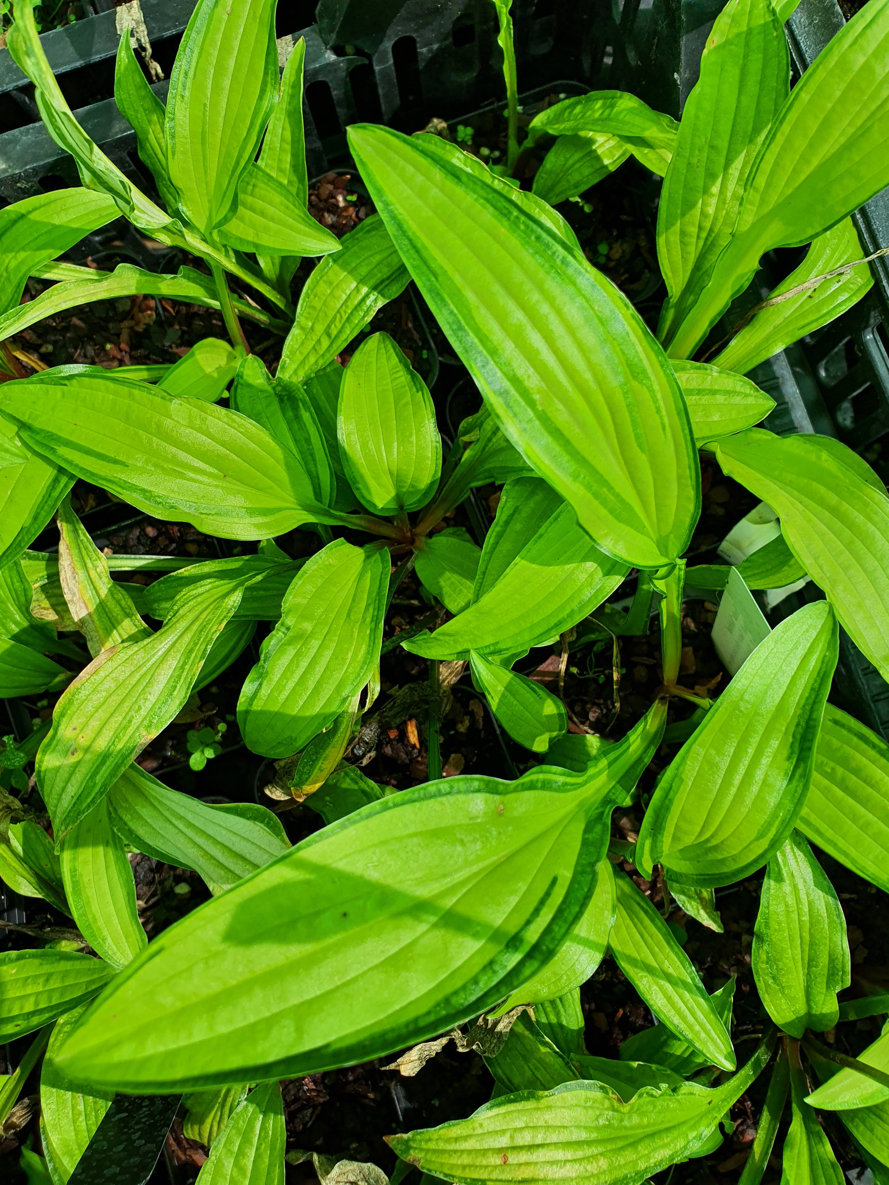 Hosta 'Kabitan' - New Forest Hostas & Hemerocallis