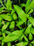 Hosta 'Kabitan' - New Forest Hostas & Hemerocallis