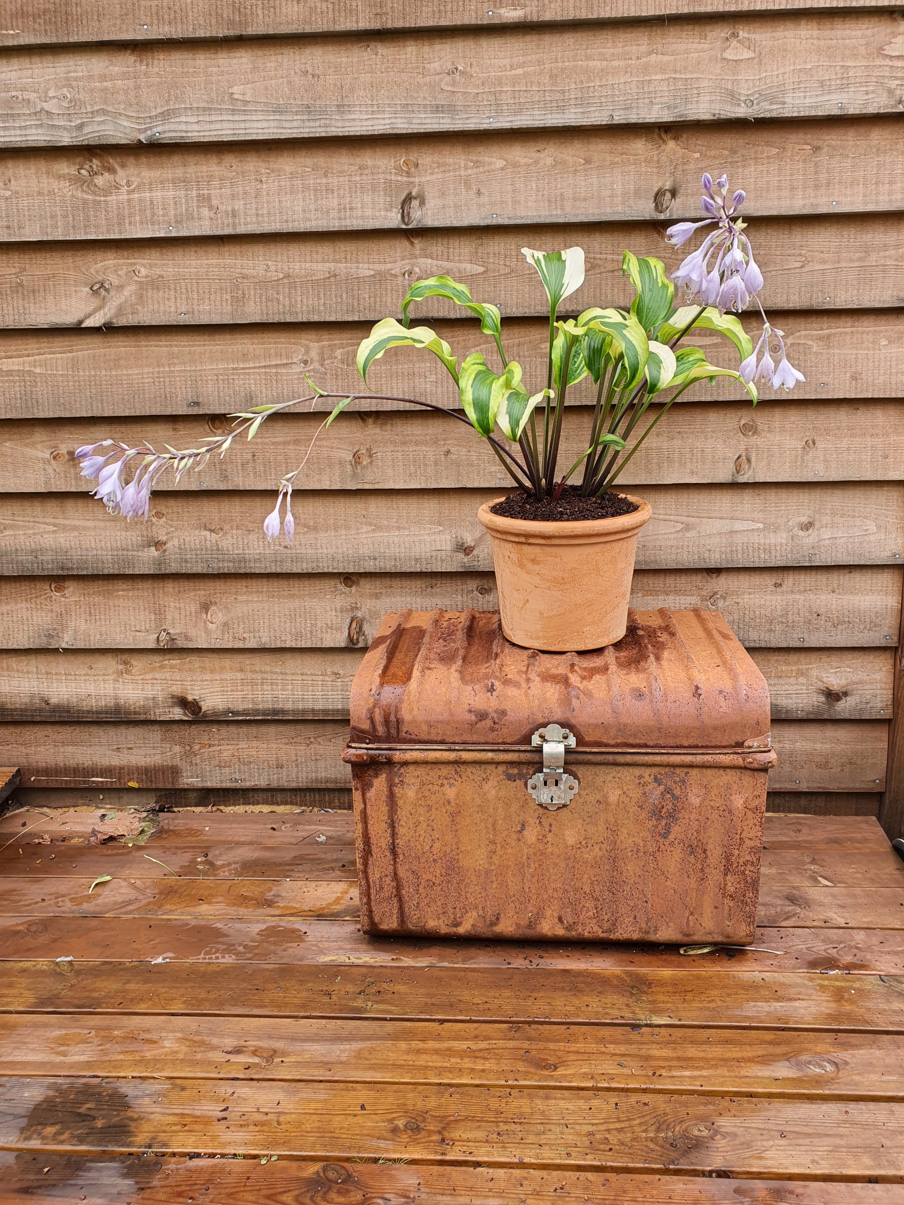 Hosta 'Monkey Business' - New Forest Hostas & Hemerocallis