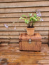 Hosta 'Monkey Business' - New Forest Hostas & Hemerocallis