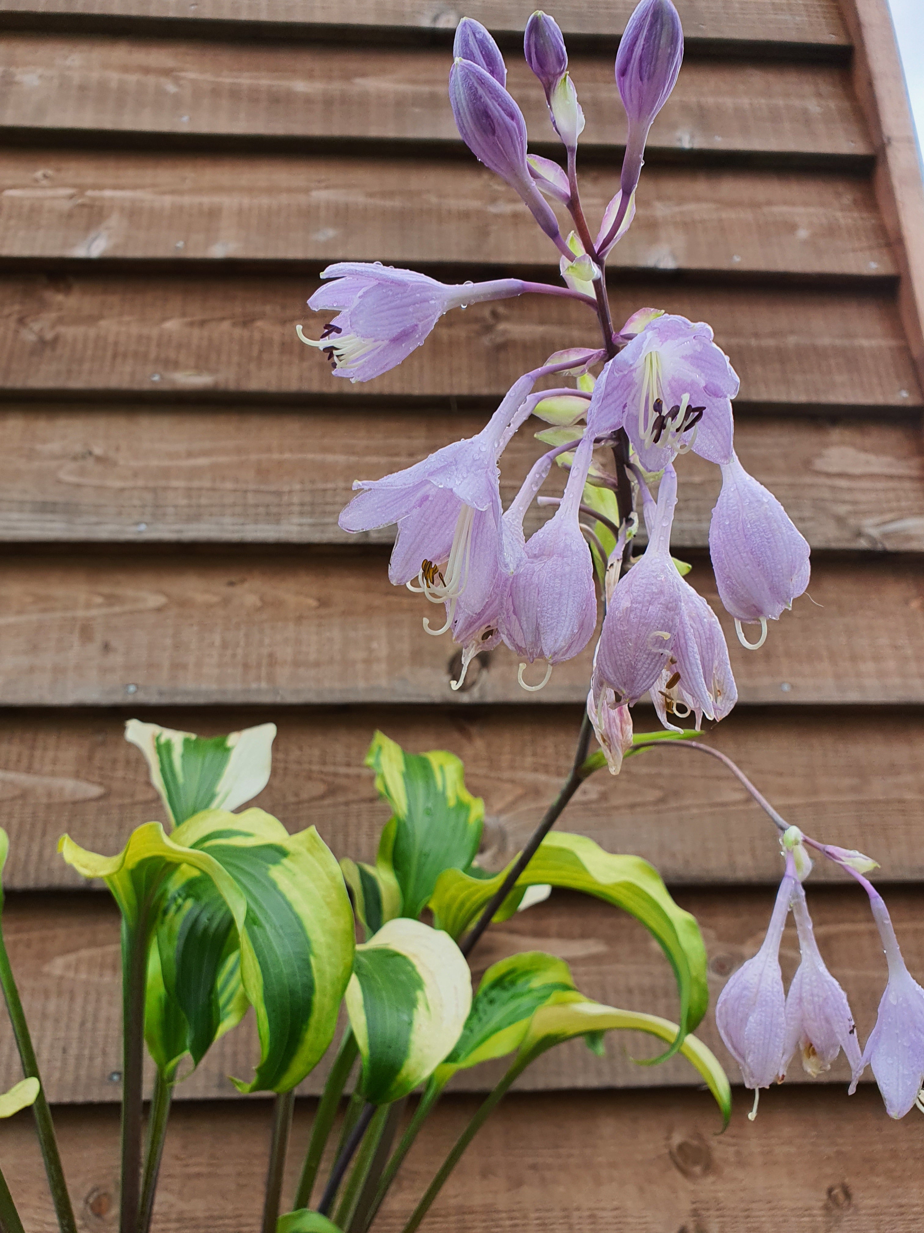 Hosta 'Monkey Business' - New Forest Hostas & Hemerocallis