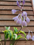 Hosta 'Monkey Business' - New Forest Hostas & Hemerocallis