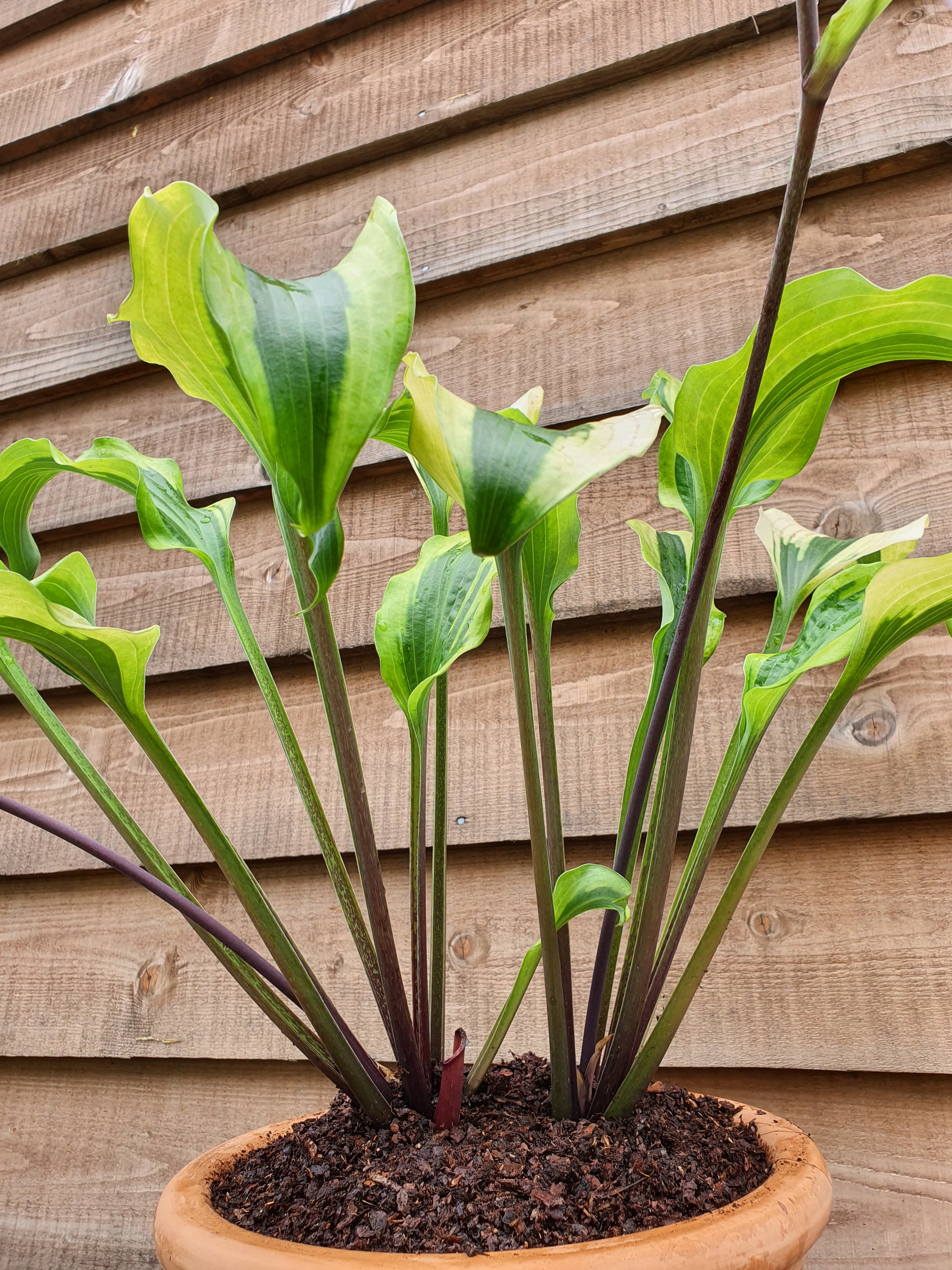 Hosta 'Monkey Business' - New Forest Hostas & Hemerocallis