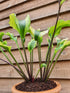 Hosta 'Monkey Business' - New Forest Hostas & Hemerocallis