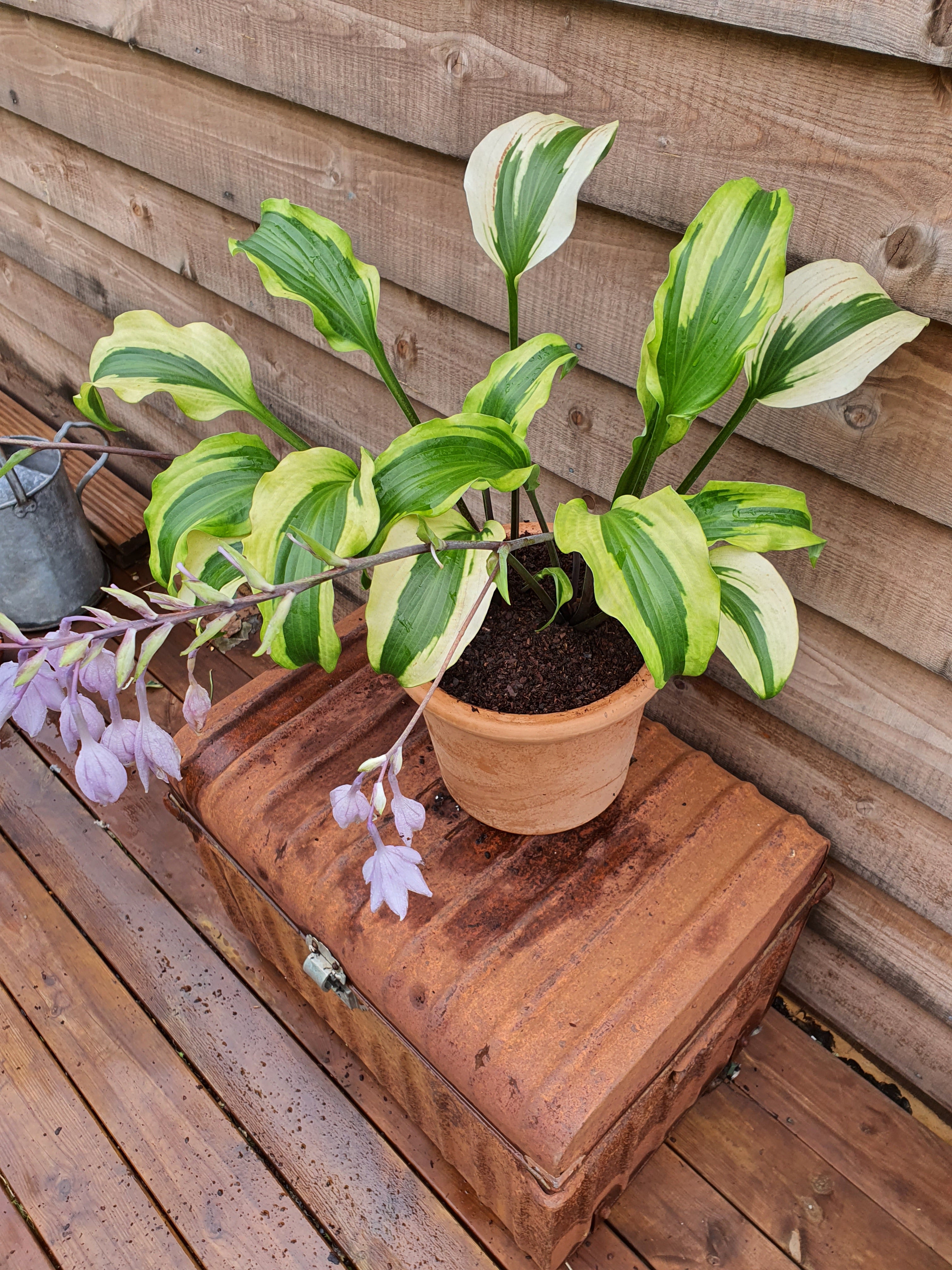 Hosta 'Monkey Business' - New Forest Hostas & Hemerocallis