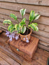 Hosta 'Monkey Business' - New Forest Hostas & Hemerocallis