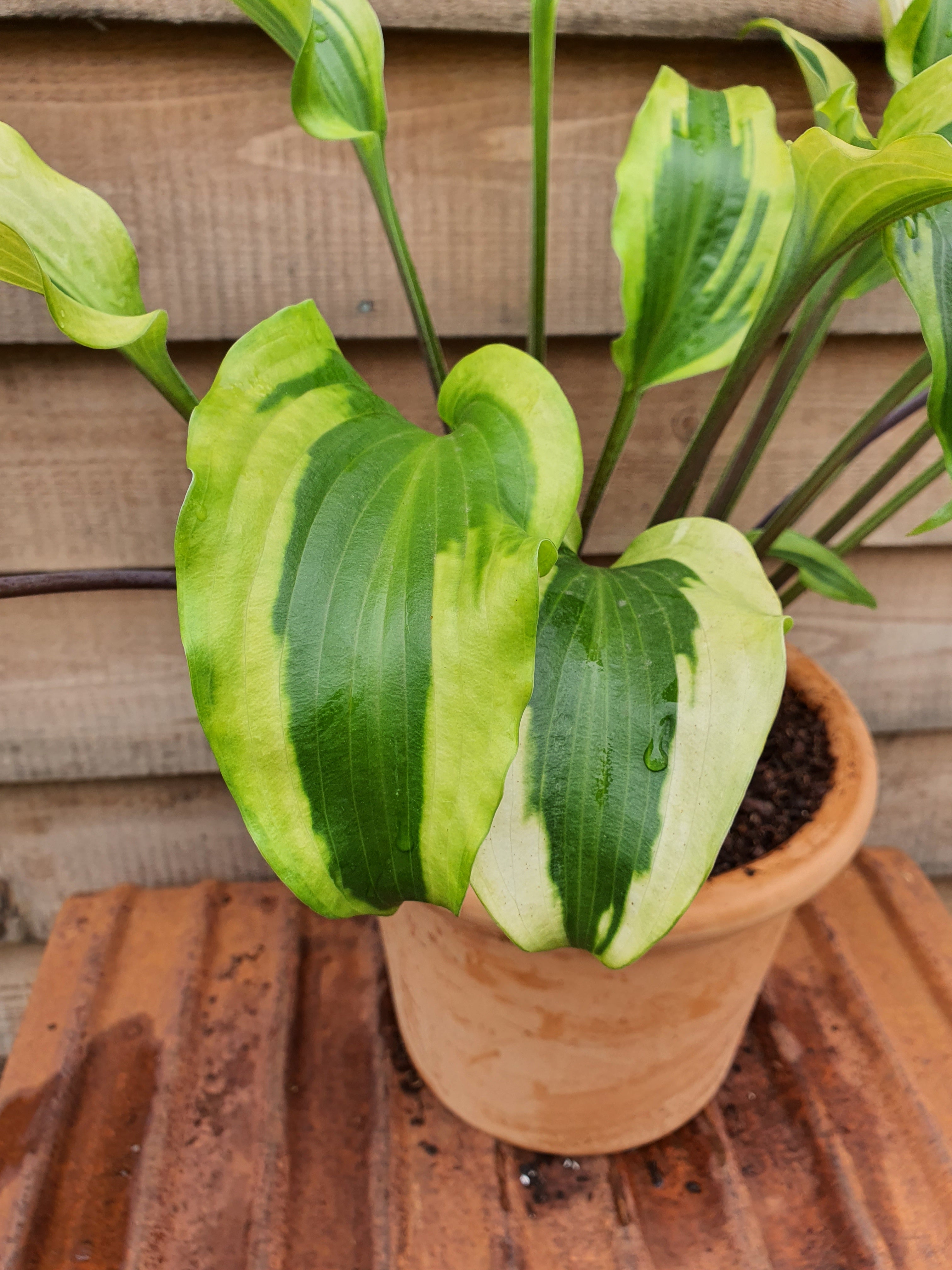 Hosta 'Monkey Business' - New Forest Hostas & Hemerocallis