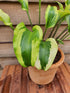 Hosta 'Monkey Business' - New Forest Hostas & Hemerocallis