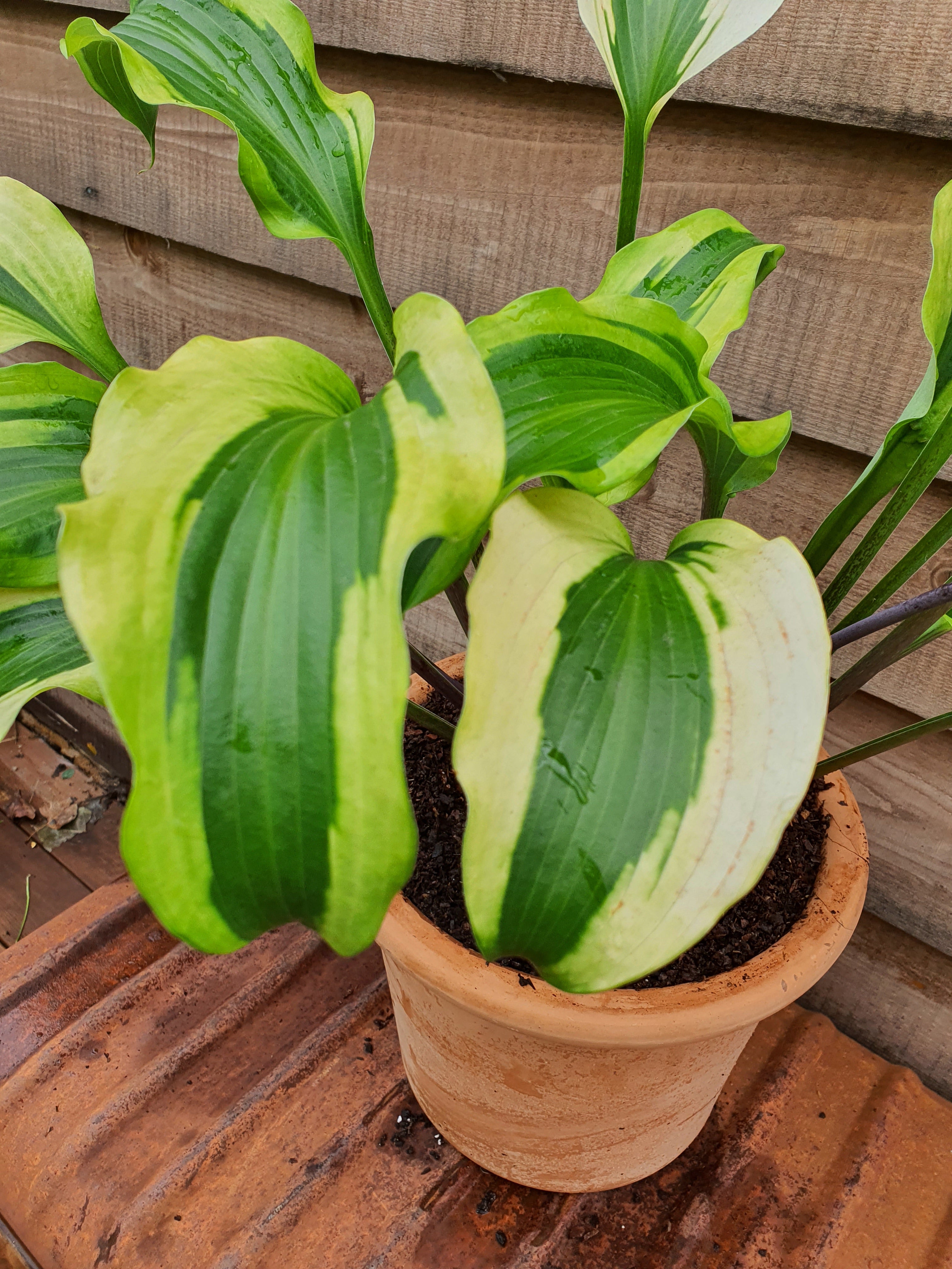 Hosta 'Monkey Business' - New Forest Hostas & Hemerocallis