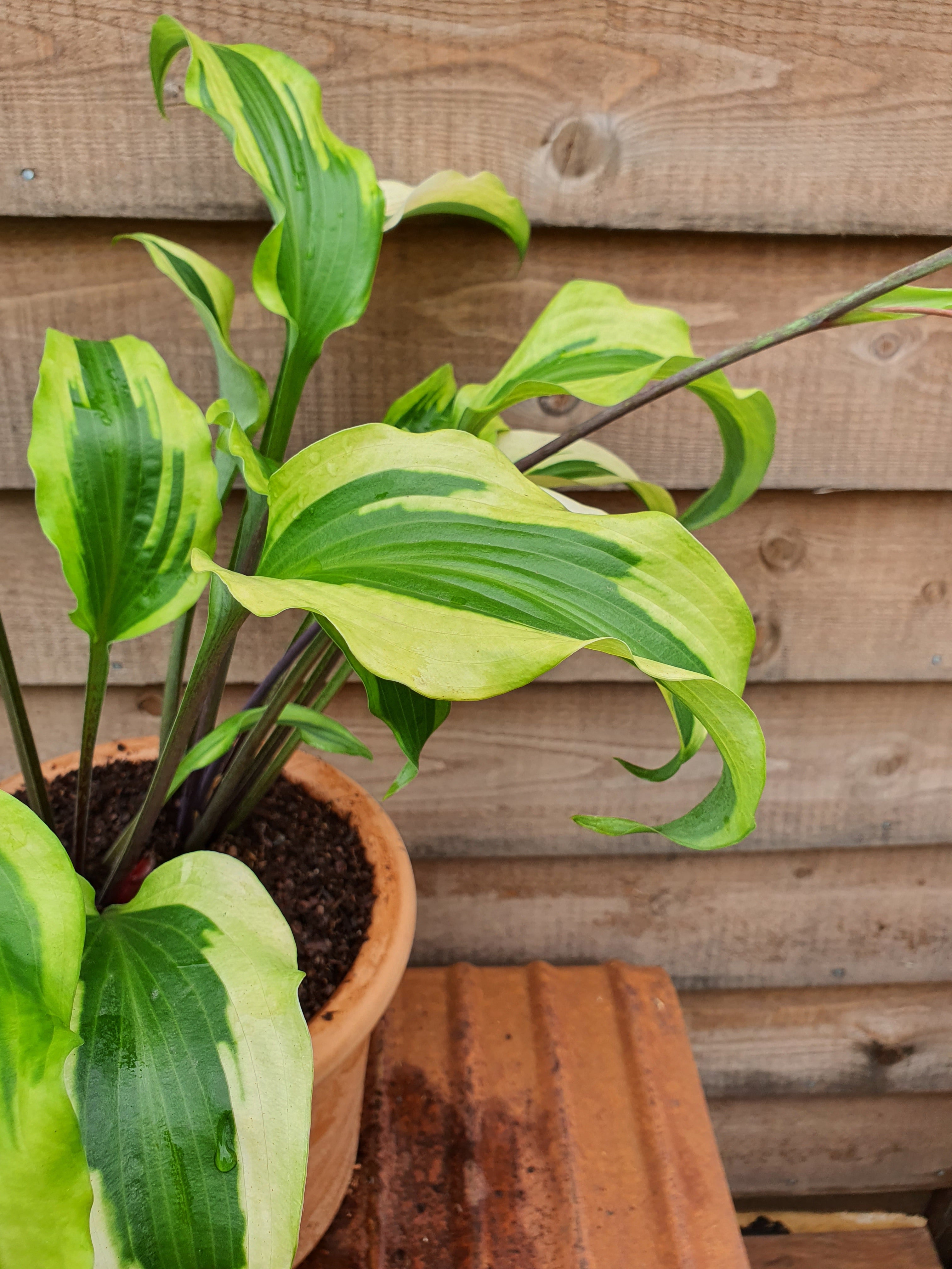 Hosta 'Monkey Business' - New Forest Hostas & Hemerocallis