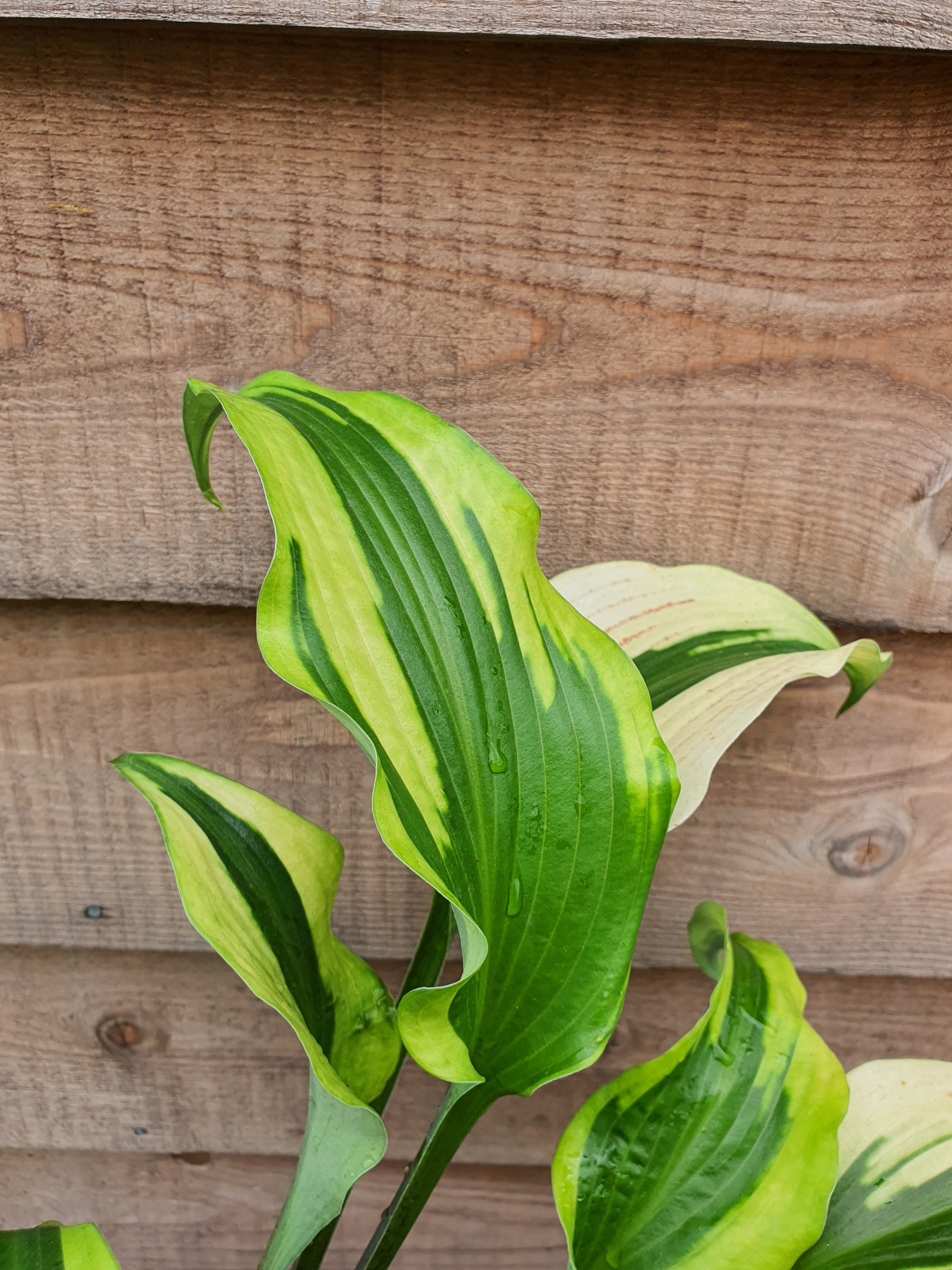 Hosta 'Monkey Business' - New Forest Hostas & Hemerocallis