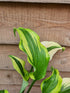 Hosta 'Monkey Business' - New Forest Hostas & Hemerocallis