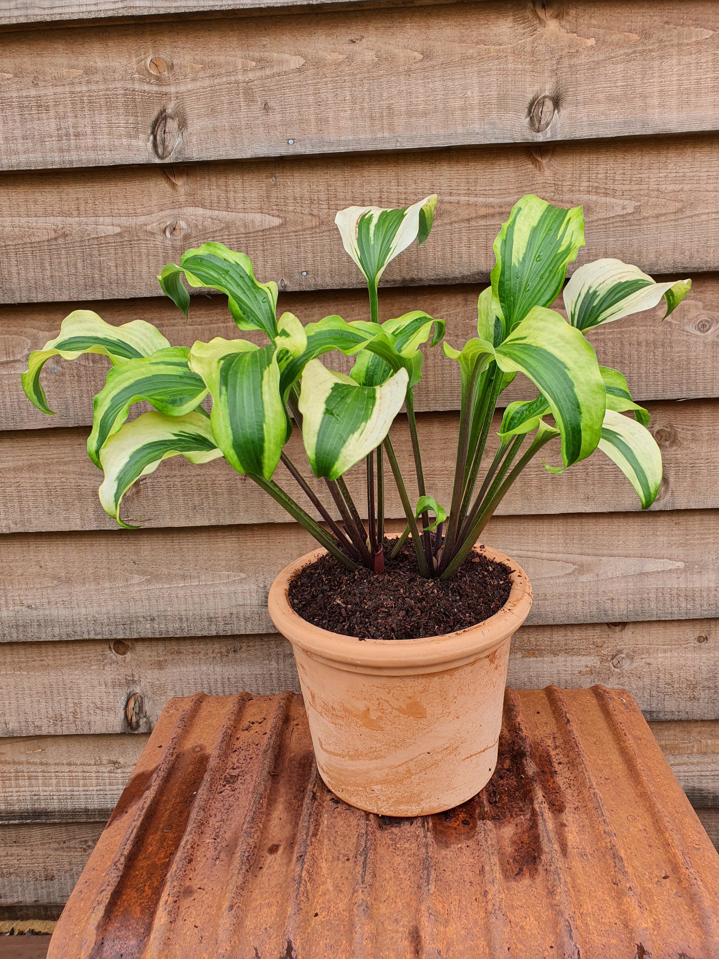 Hosta 'Monkey Business' - New Forest Hostas & Hemerocallis