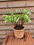 Hosta 'Monkey Business' - New Forest Hostas & Hemerocallis