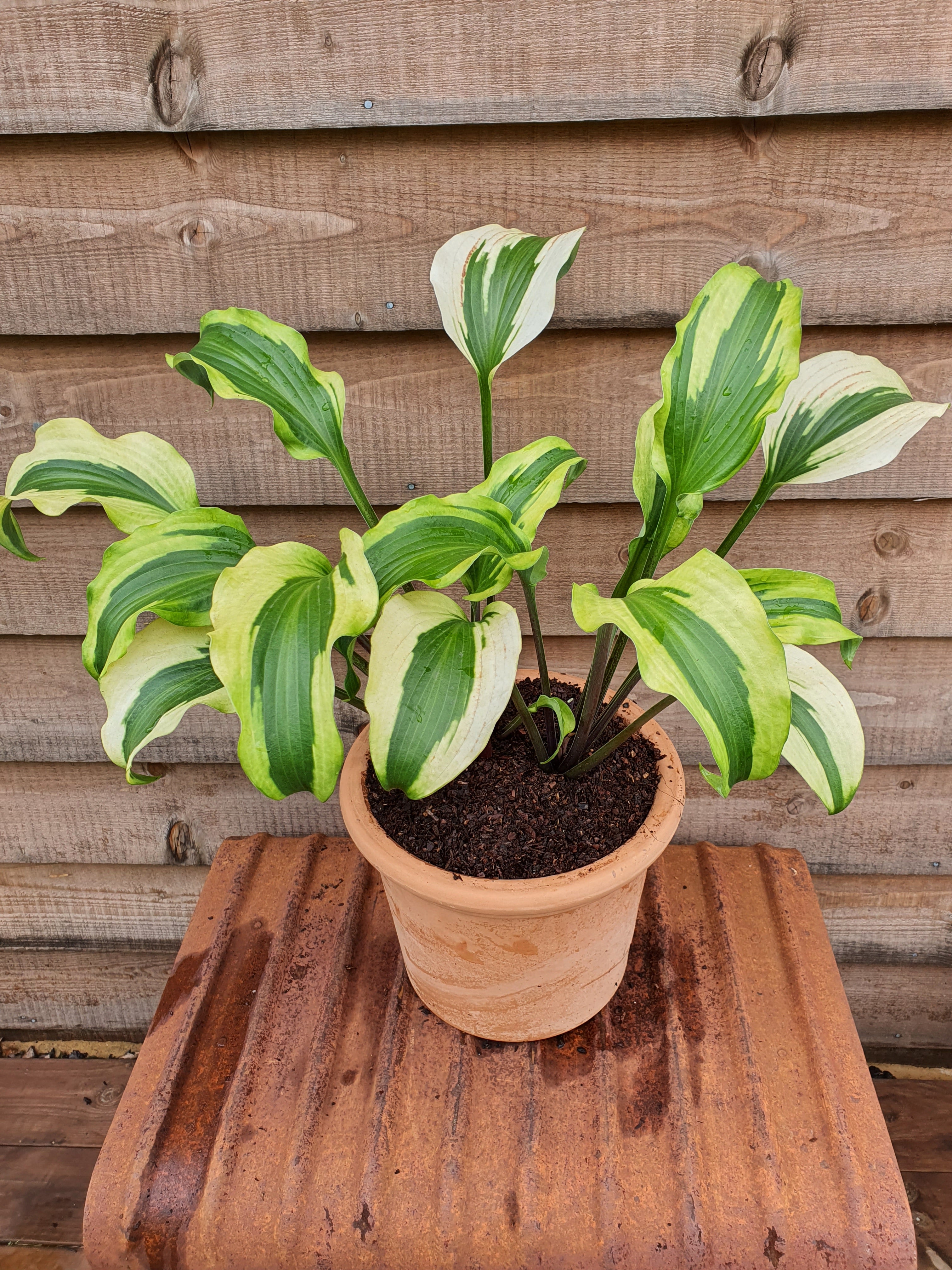 Hosta 'Monkey Business' - New Forest Hostas & Hemerocallis