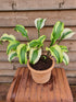 Hosta 'Monkey Business' - New Forest Hostas & Hemerocallis