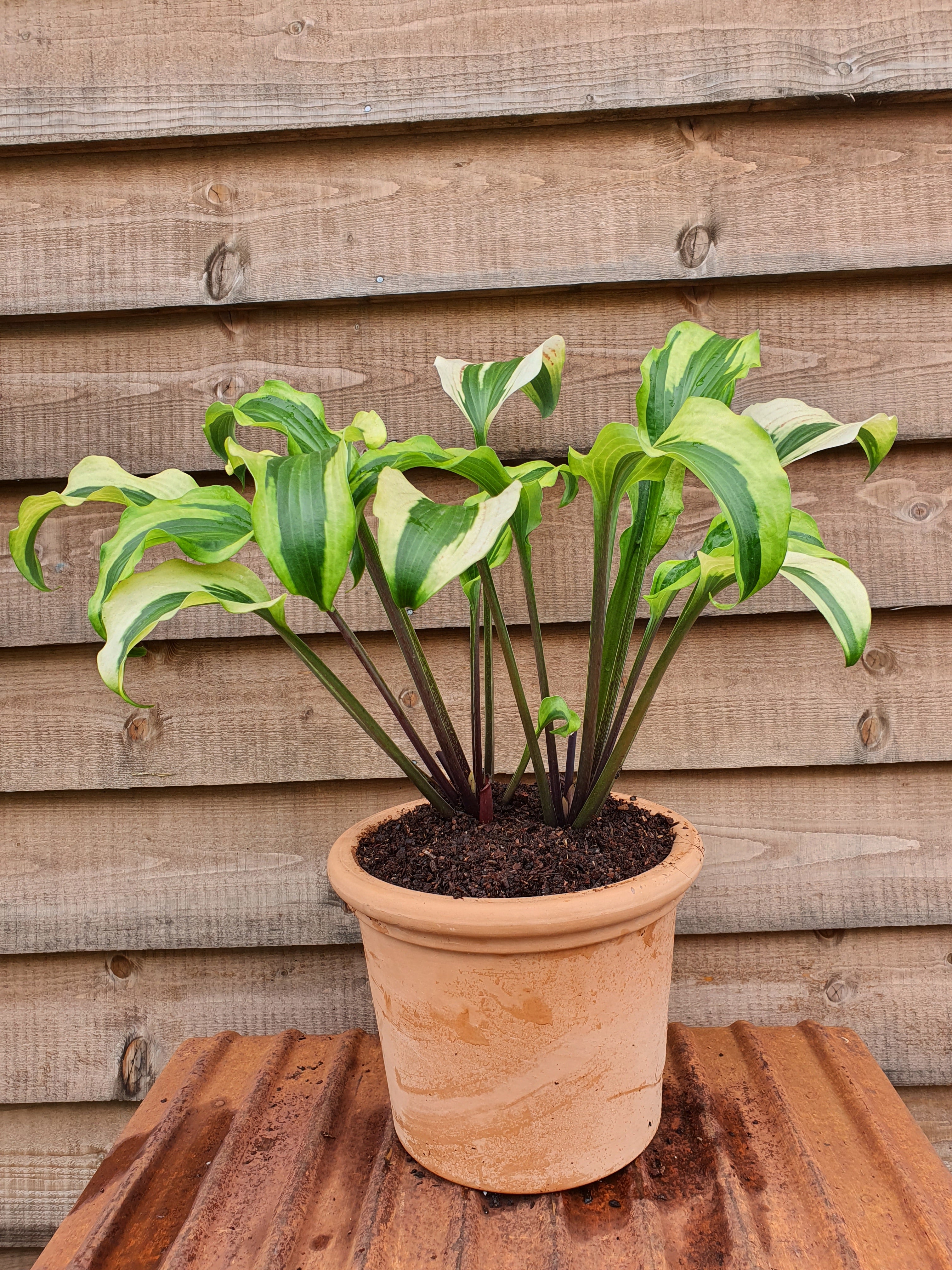 Hosta 'Monkey Business' - New Forest Hostas & Hemerocallis
