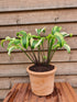Hosta 'Monkey Business' - New Forest Hostas & Hemerocallis
