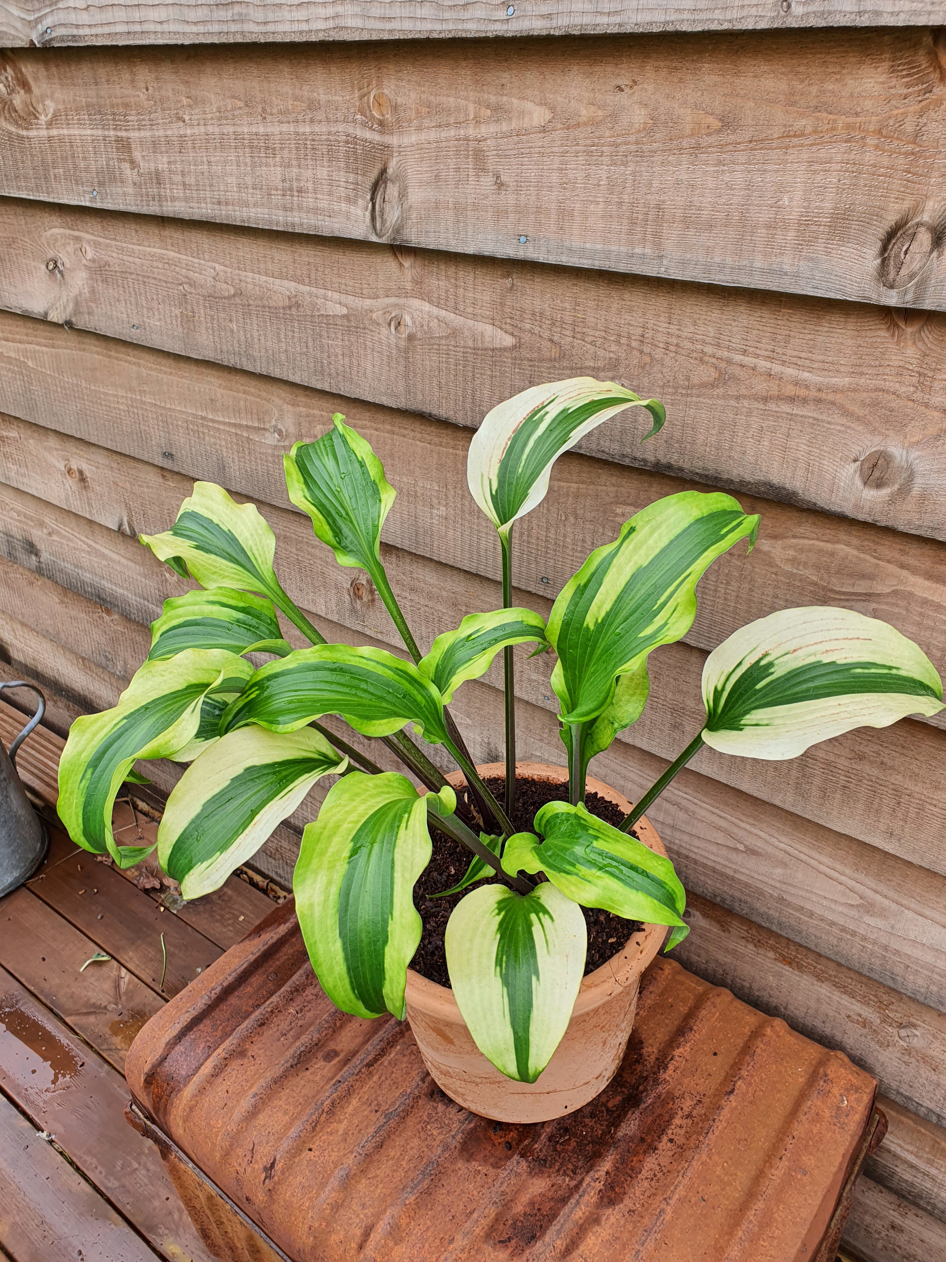 Hosta 'Monkey Business' - New Forest Hostas & Hemerocallis