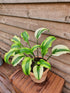 Hosta 'Monkey Business' - New Forest Hostas & Hemerocallis