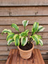 Hosta 'Monkey Business' - New Forest Hostas & Hemerocallis