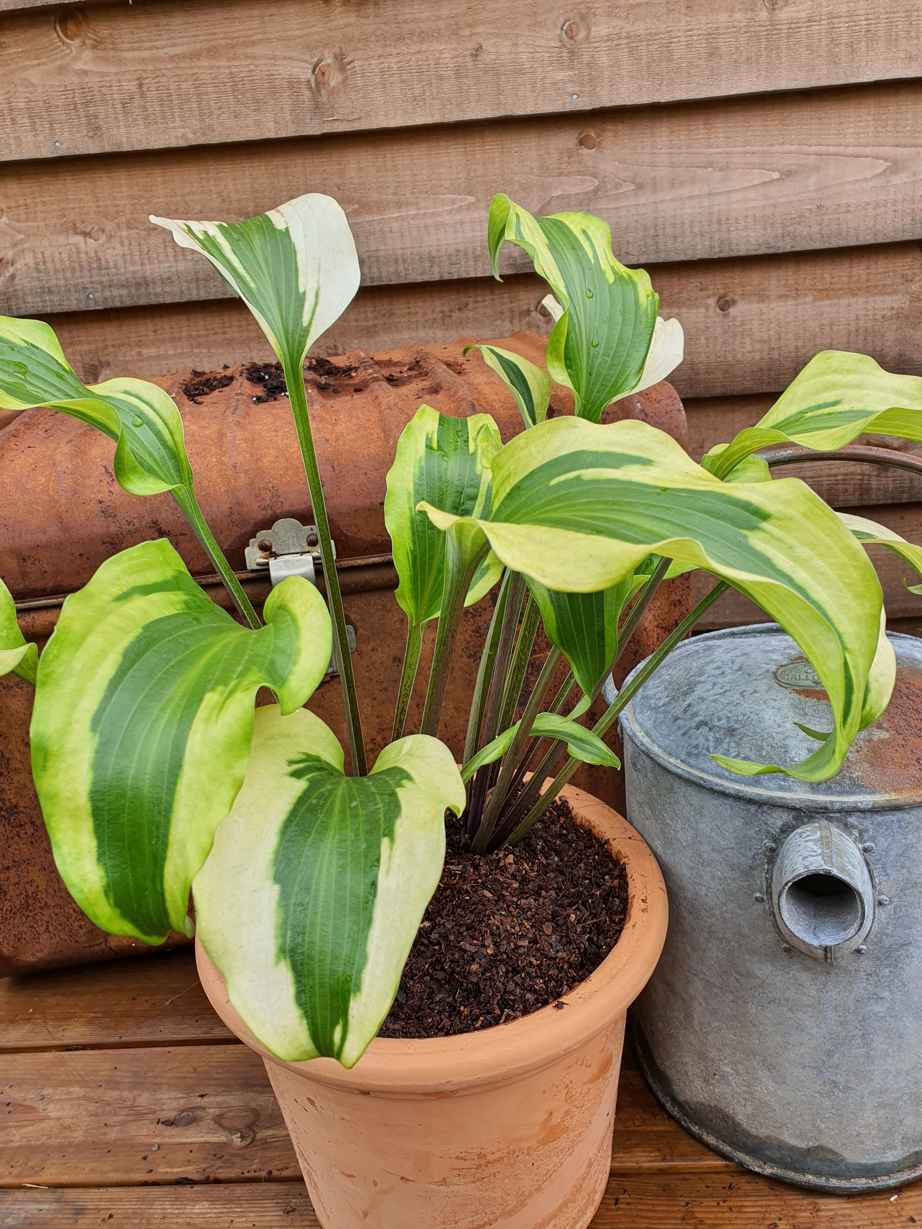 Hosta 'Monkey Business' - New Forest Hostas & Hemerocallis