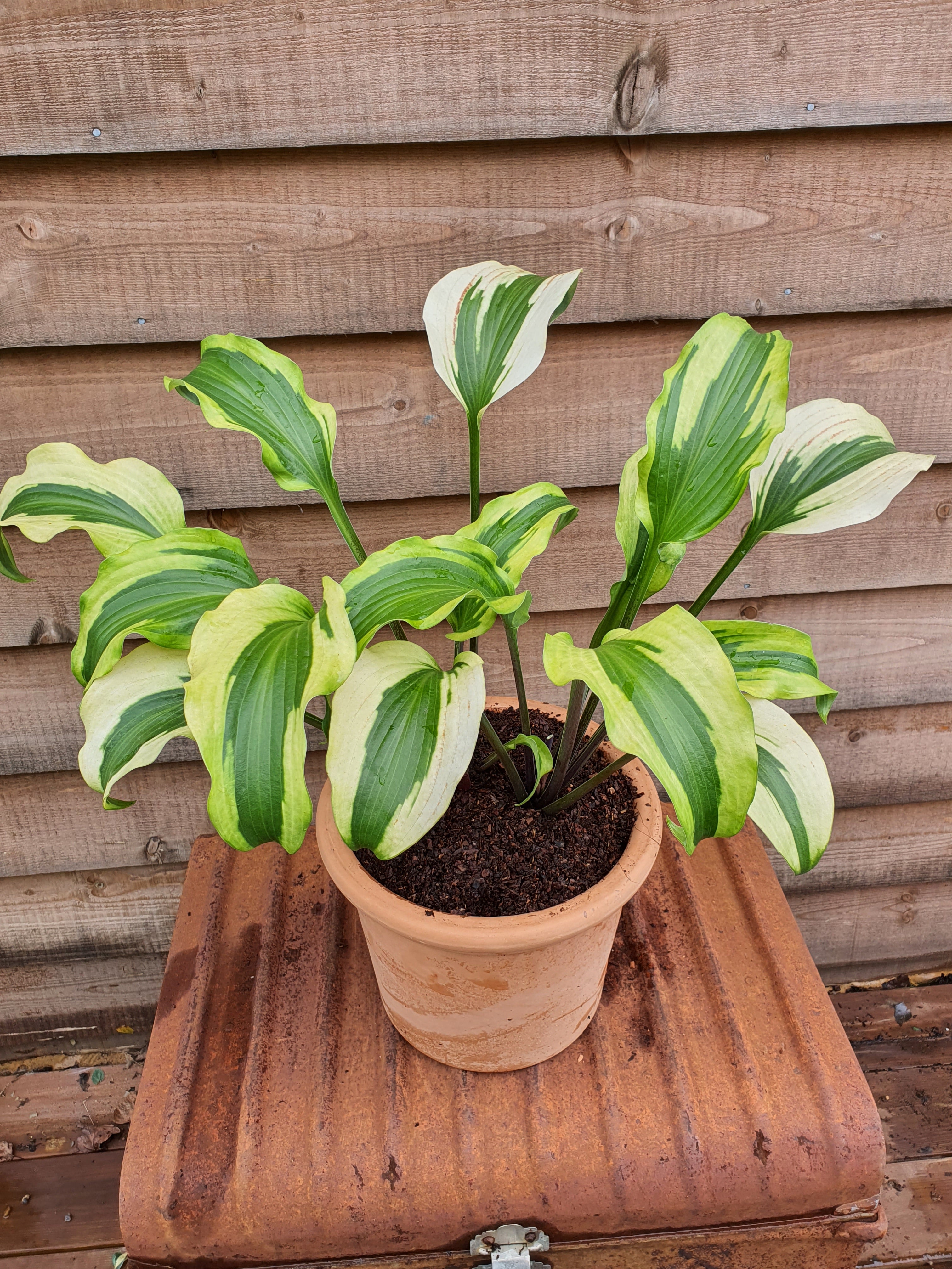 Hosta 'Monkey Business' - New Forest Hostas & Hemerocallis