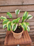 Hosta 'Monkey Business' - New Forest Hostas & Hemerocallis