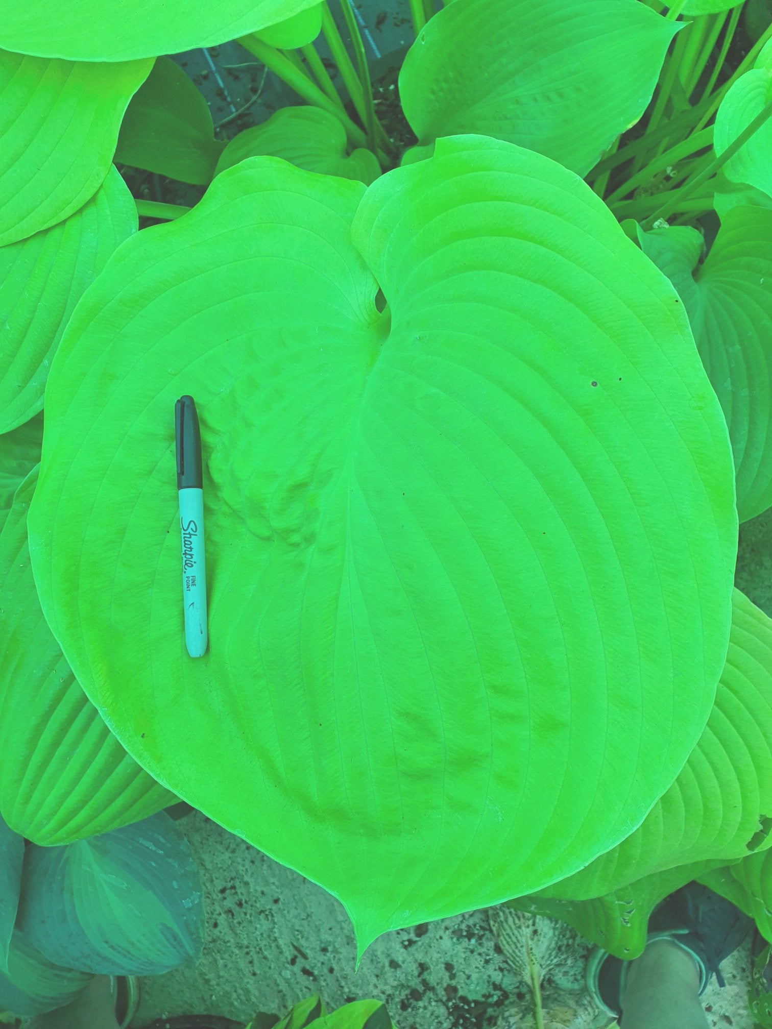 Hosta 'Sum & Substance' - New Forest Hostas & Hemerocallis