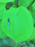 Hosta 'Sum & Substance' - New Forest Hostas & Hemerocallis
