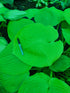 Hosta 'Sum & Substance' - New Forest Hostas & Hemerocallis