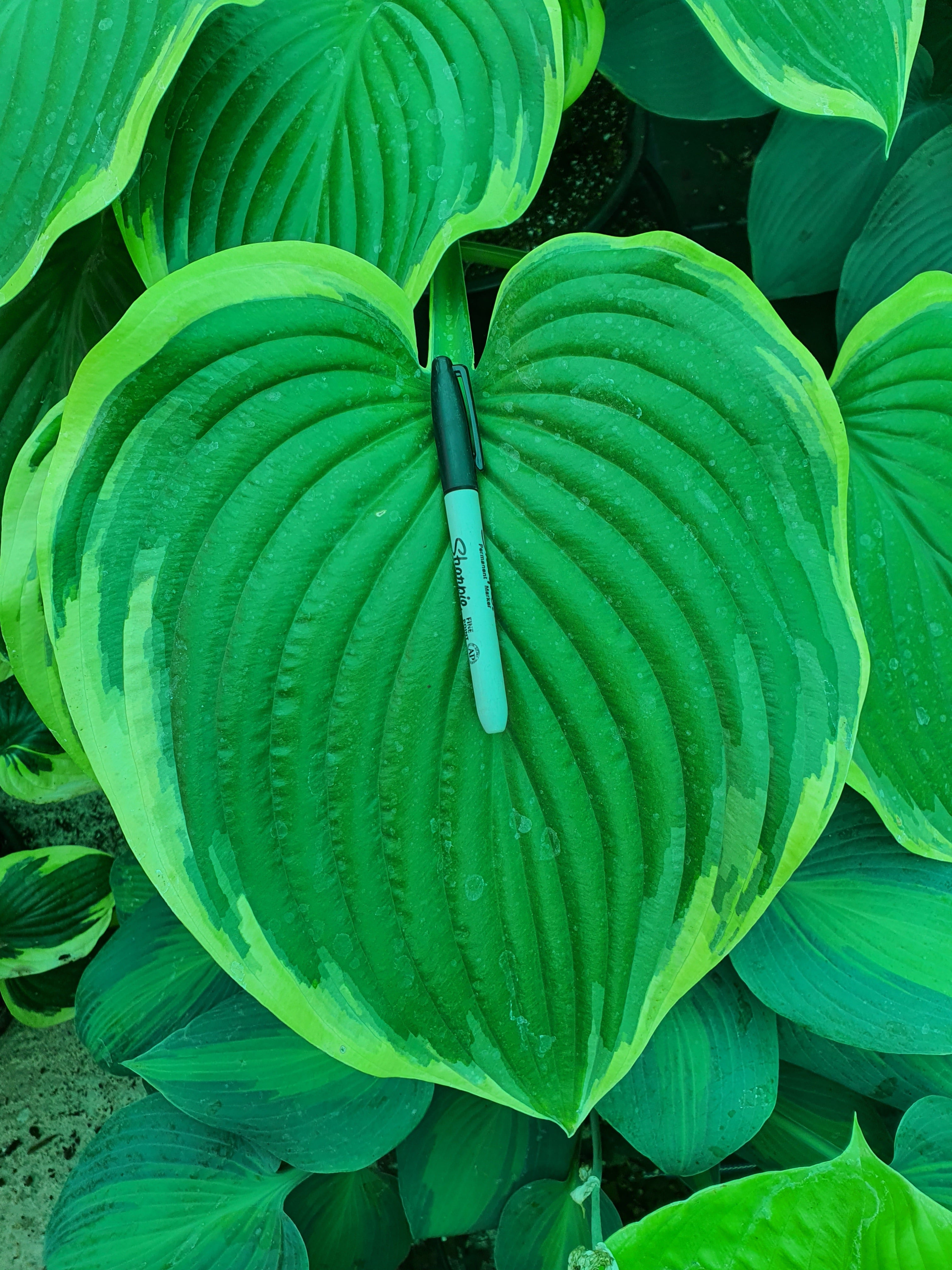 Hosta 'Victory'- Larger Specimen - New Forest Hostas & Hemerocallis