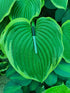 Hosta 'Victory'- Larger Specimen - New Forest Hostas & Hemerocallis