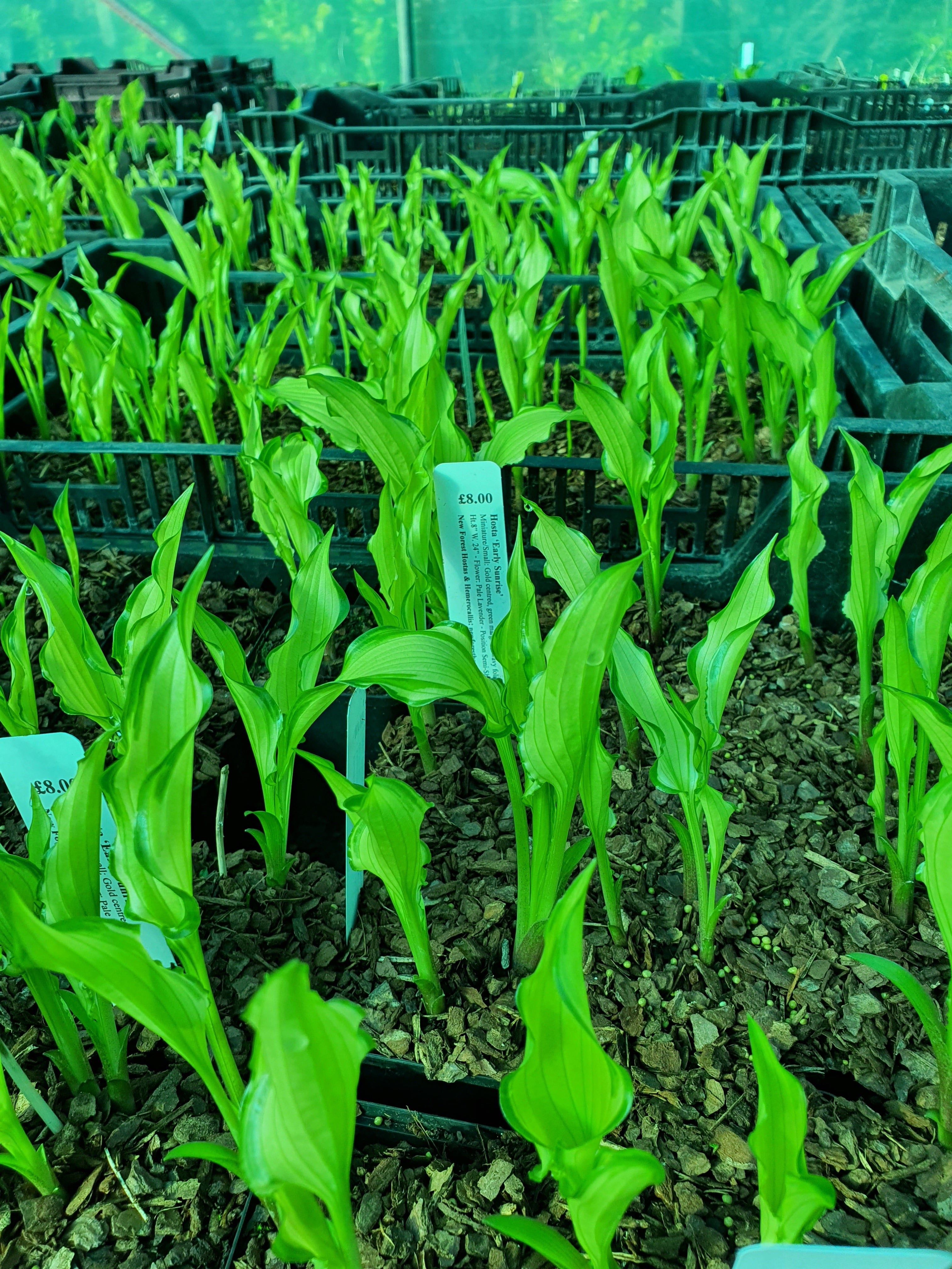 Hosta 'Early Sunrise' - New Forest Hostas & Hemerocallis