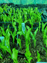 Hosta 'Early Sunrise' - New Forest Hostas & Hemerocallis