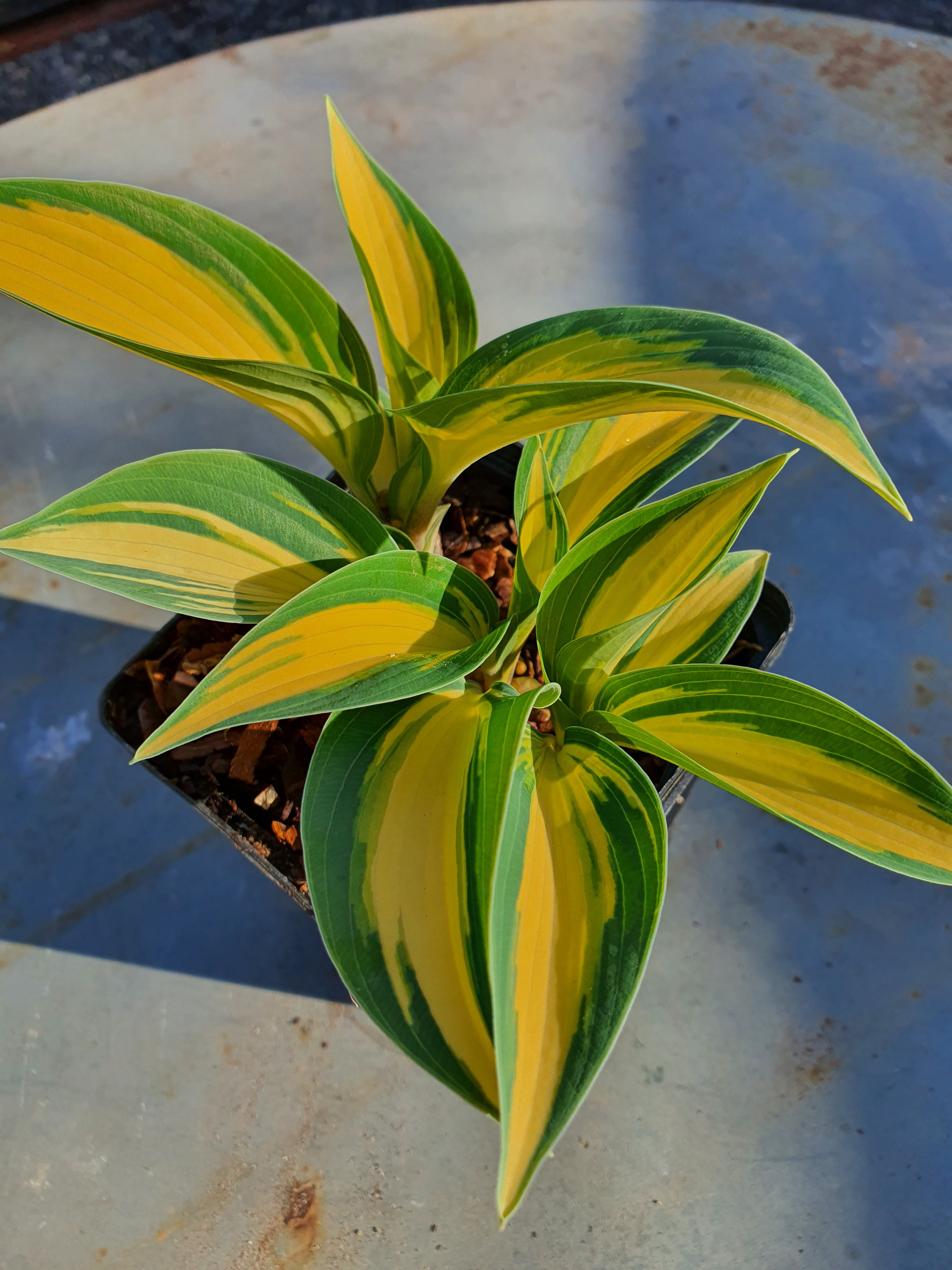 Hosta 'High Society' - New Forest Hostas & Hemerocallis