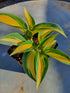 Hosta 'High Society' - New Forest Hostas & Hemerocallis