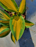 Hosta 'High Society' - New Forest Hostas & Hemerocallis