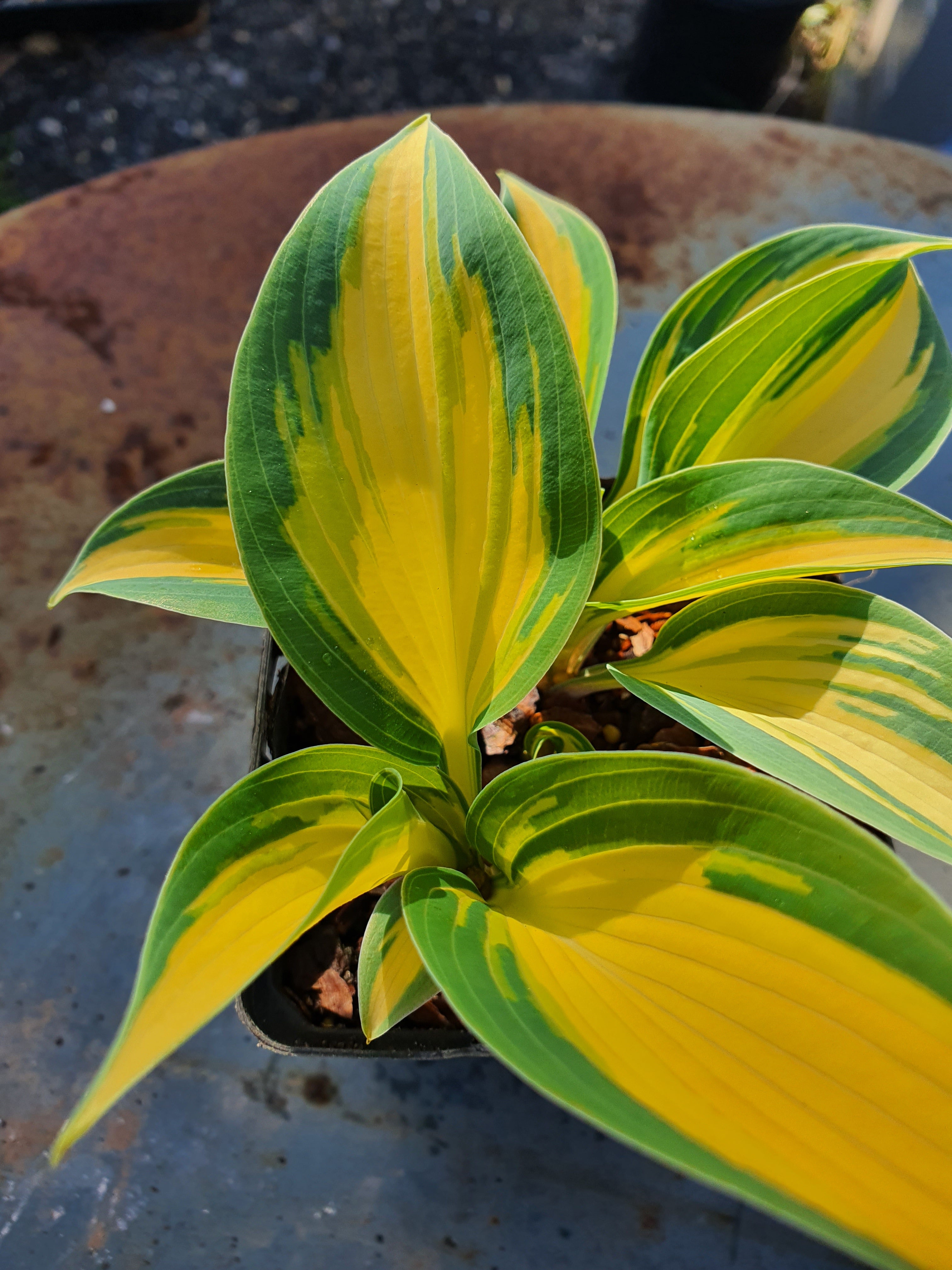 Hosta 'High Society' - New Forest Hostas & Hemerocallis