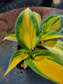 Hosta 'High Society' - New Forest Hostas & Hemerocallis